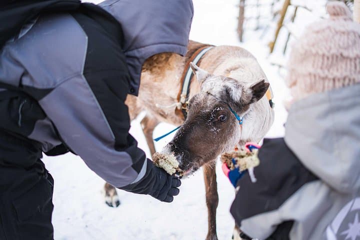 Reindeer Farm Visit & 2km Sled Ride Near Rovaniemi with Professional Photos photo 4