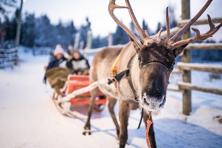 Reindeer Farm Visit & 2km Sled Ride Near Rovaniemi with Professional Photos photo 2