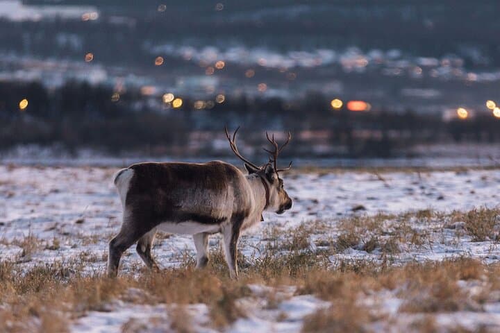 Express Fjord Road Trip to Ersfjordbotn from Tromsø photo 2