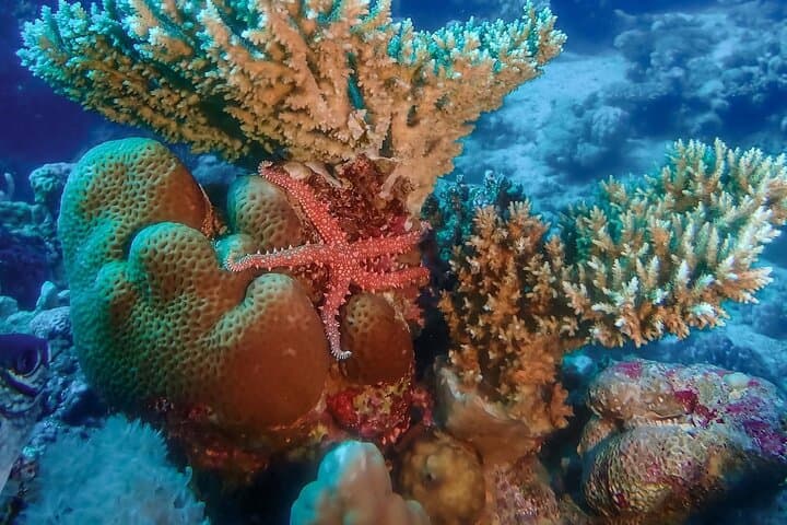 Hurghada Daily Scuba Diving Trip with Equipment and Onboard Lunch photo 2