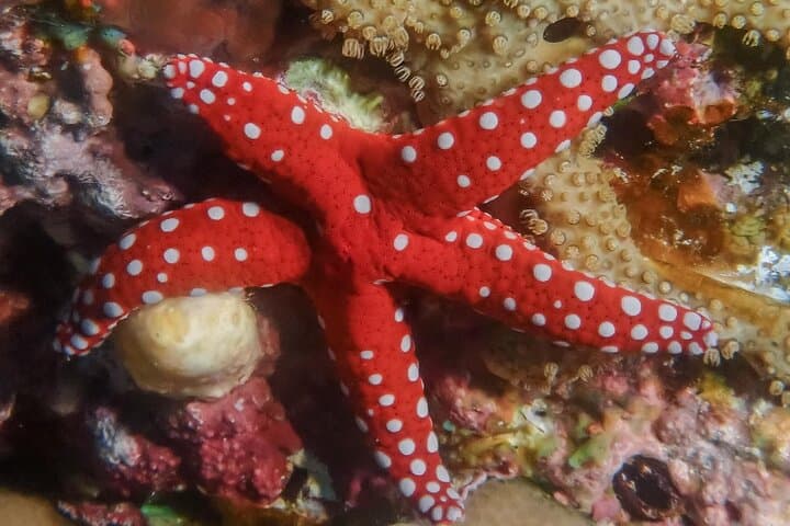 Hurghada Daily Scuba Diving Trip with Equipment and Onboard Lunch photo 4