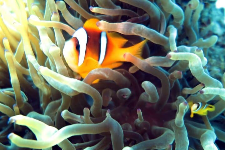 Hurghada Daily Scuba Diving Trip with Equipment and Onboard Lunch photo 5