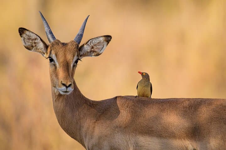 Zambezi Game Drive near Victoria Falls: 3-Hour Guided Safari in Zambezi National Park photo 3