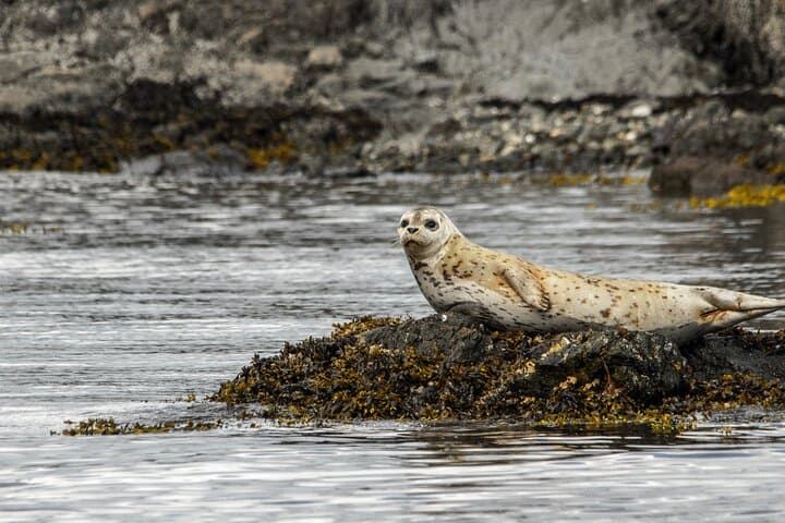 Kayak Griffin Bay: 3-Hour Guided Tour from Friday Harbor photo 2