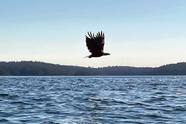 Kayak Griffin Bay: 3-Hour Guided Tour from Friday Harbor photo 3