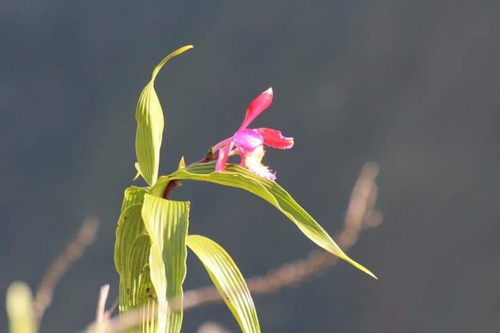 Short Inca Trail 2-Day, 1-Night: Hike Wiñay Wayna to Machu Picchu via the Sun Gate photo 5