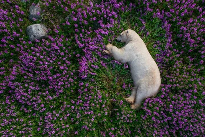Gabala Lavender Fields Tour: Day Trip from Baku to Essenso Lavender Farm