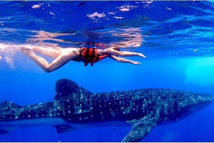 Swim with Whale Sharks in Cancun — Guided Snorkel Adventure to Isla Mujeres