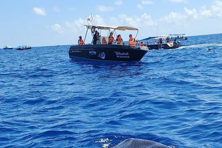 Swim with Whale Sharks in Cancun — Guided Snorkel Adventure to Isla Mujeres photo 3