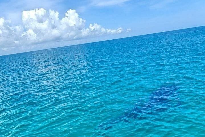 Swim with Whale Sharks in Cancun — Guided Snorkel Adventure to Isla Mujeres photo 4