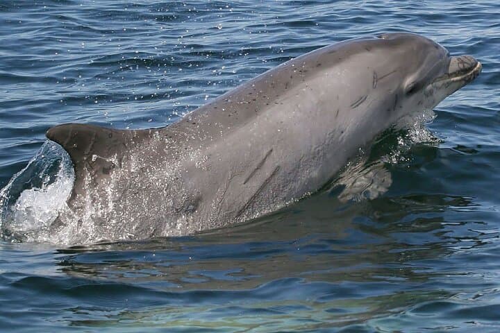 Punta Gorda to Cayo Costa: 4-Hour Beach & Shelling Boat Trip photo 4