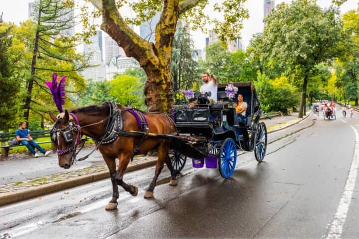 Central Park Private Horse Carriage Ride: Classic 40-Minute Tour in NYC photo 6