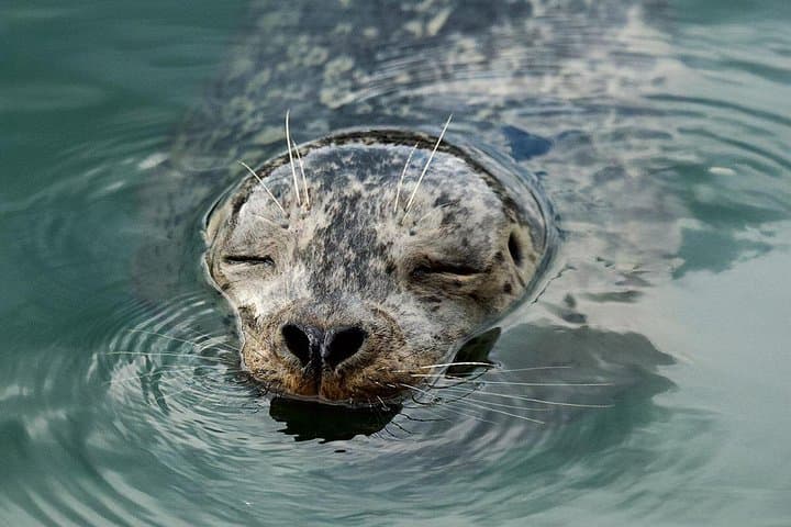 Vancouver Waterfront Sightseeing Boat Tour: Lions Gate, Stanley Park & Seal Colony photo 1