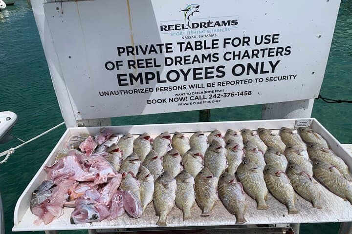 Half-Day Private Charter in Nassau: 34ft Day Dream Fishing & Snorkel Adventure photo 3