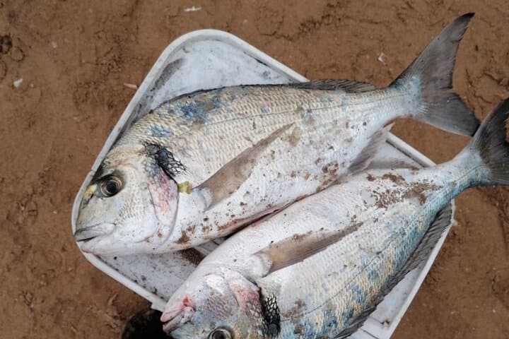 Coastal Fishing with an Authentic Agadir Local: Shoreline Lessons and Moroccan Sea Views photo 3