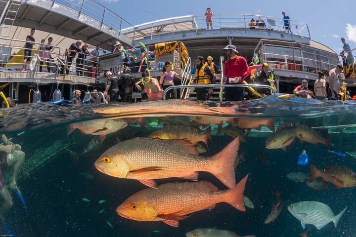 Great Barrier Reef Outer Reef Pontoon Cruise with 10-Minute Scenic Helicopter Flight photo 5