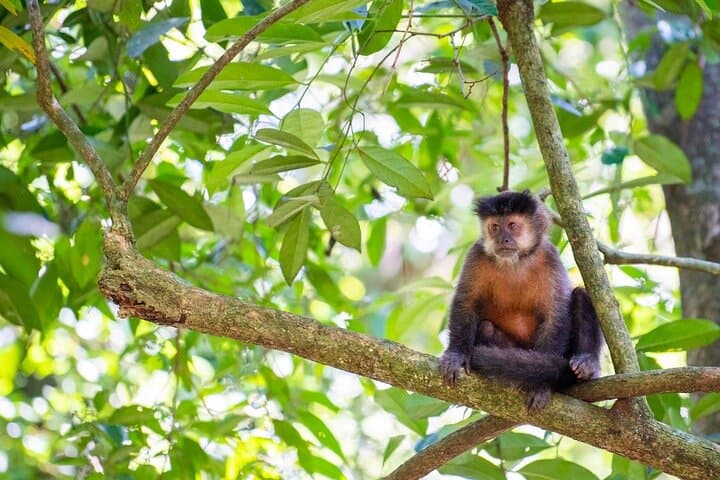 Devil’s Throat & Upper Trail: Argentine Side Iguazú Falls Day Tour from Foz do Iguaçu photo 2