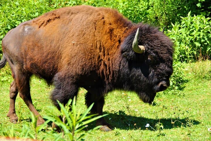 Buffalo Creek Ranch Day Pass: Bison Feeding, Mini Horses & Agapeland Trains Near Asheville