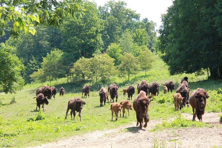 Buffalo Creek Ranch Day Pass: Bison Feeding, Mini Horses & Agapeland Trains Near Asheville photo 2