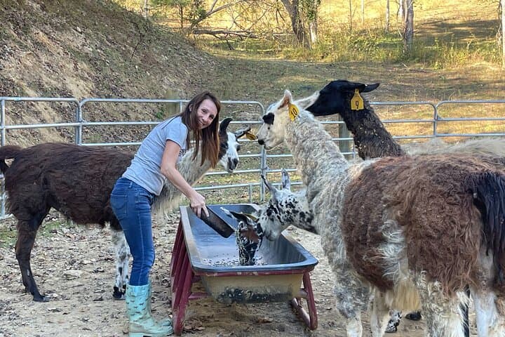 Buffalo Creek Ranch Day Pass: Bison Feeding, Mini Horses & Agapeland Trains Near Asheville photo 5