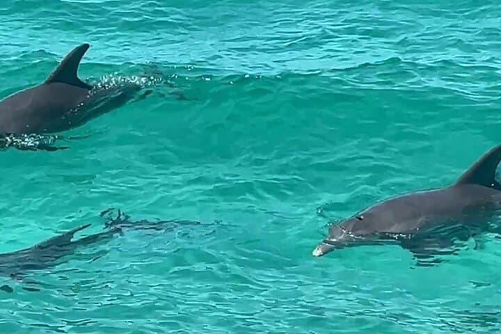 Guided Dolphin Tour in Destin: 2‑Hour Catamaran on the Emerald Coast photo 6
