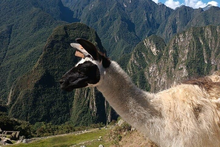 Two-Day Sacred Valley & Machu Picchu: Private Trip from Cusco with Vistadome Train photo 6