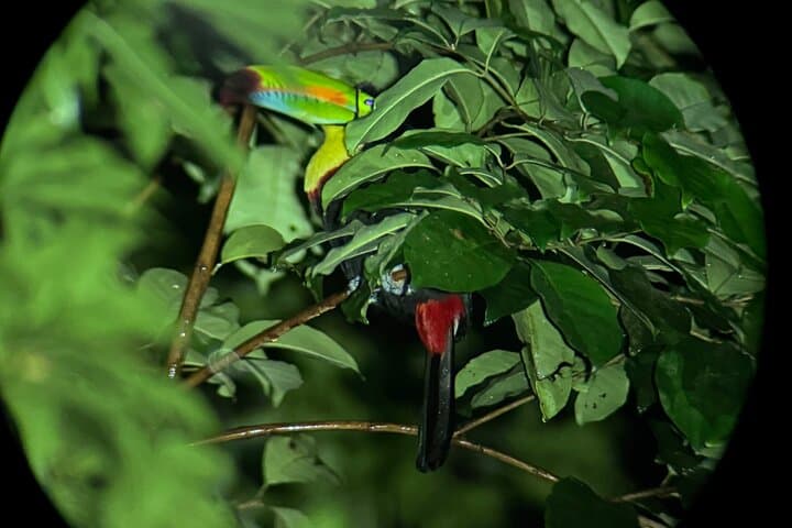 Monteverde Cloud Forest Night Walk: Guided Nocturnal Wildlife Experience photo 5