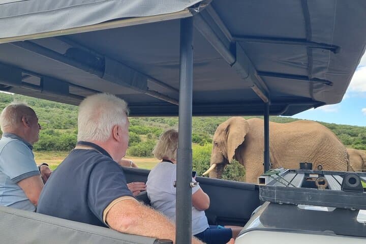 Half-Day Schotia Game Reserve Safari — Open 4x4 Big Five Game Drive photo 3