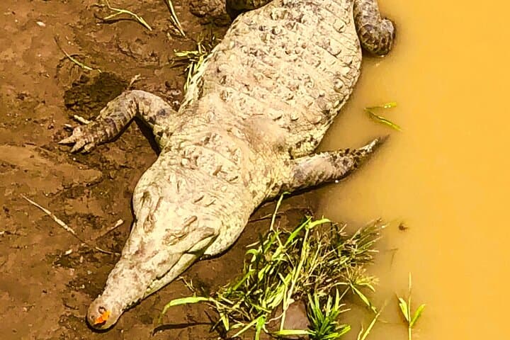 From SJO to Surf: Premium Private Transfer to Jacó with Optional Crocodile Safari photo 3