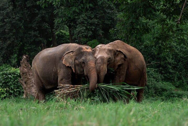 Chiang Mai Sticky Waterfall, Ethical Elephant Sanctuary & Bamboo Rafting Day Trip photo 2