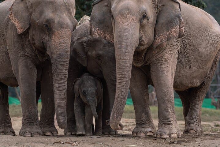 Chiang Mai Sticky Waterfall, Ethical Elephant Sanctuary & Bamboo Rafting Day Trip photo 6