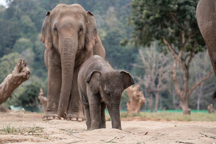 Chiang Mai Sticky Waterfall, Ethical Elephant Sanctuary & Bamboo Rafting Day Trip photo 5