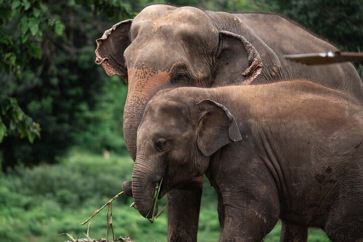 Chiang Mai Sticky Waterfall, Ethical Elephant Sanctuary & Bamboo Rafting Day Trip photo 3