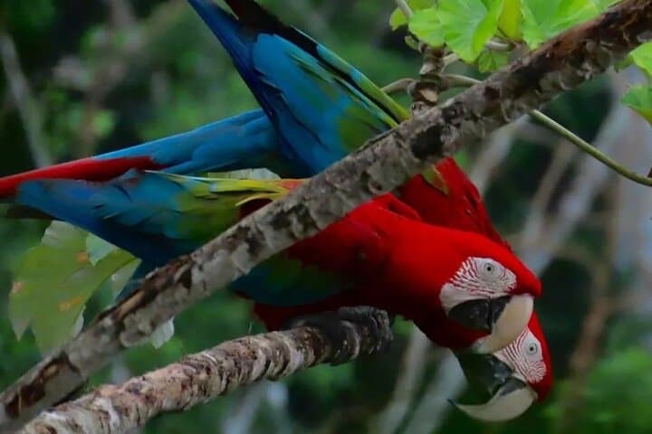 Yacuma Pampas 3-Day Jungle Tour: Pink Dolphins, Caimans & Indigenous Ecolodge photo 4