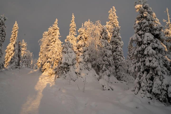 Riisitunturi Guided Hike with Photography — Day Trip from Rovaniemi into Lapland's Hills photo 2