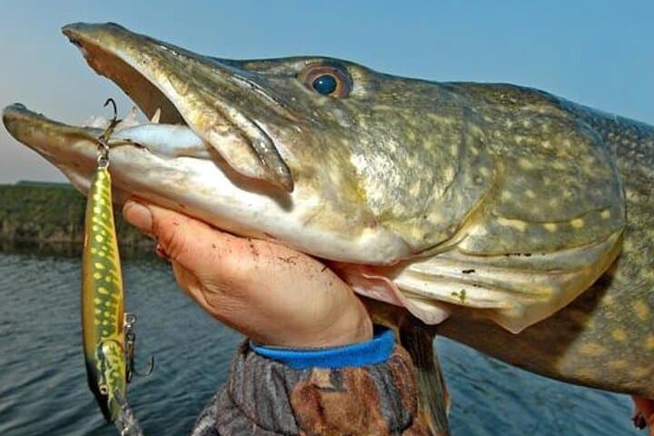 Pike Shore Fishing on Lough Corrib — Full-Day Ghillie Trip in Connemara