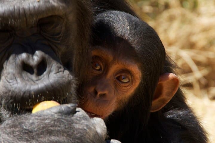 Ol Pejeta Conservancy & Sweetwaters Chimpanzee Sanctuary: Full-Day Wildlife Tour from Nairobi photo 2