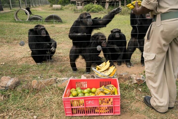 Ol Pejeta Conservancy & Sweetwaters Chimpanzee Sanctuary: Full-Day Wildlife Tour from Nairobi
