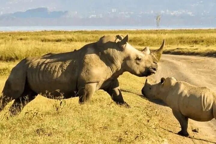 Ol Pejeta Conservancy & Sweetwaters Chimpanzee Sanctuary: Full-Day Wildlife Tour from Nairobi photo 3