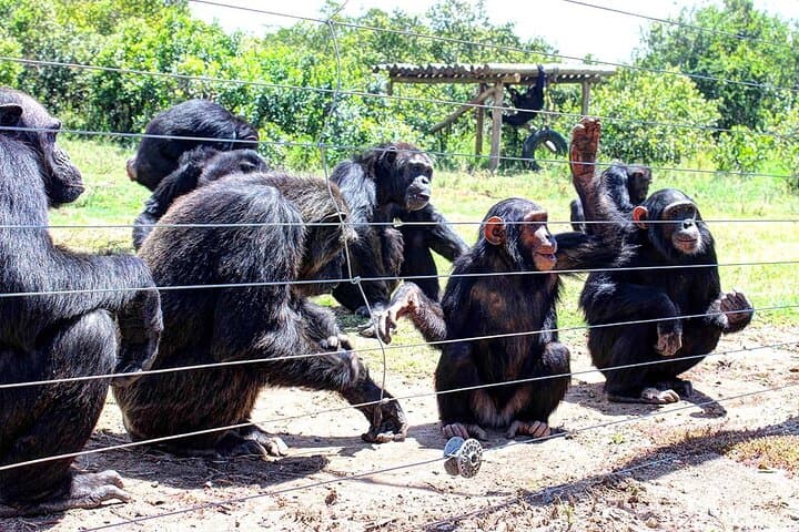 Ol Pejeta Conservancy & Sweetwaters Chimpanzee Sanctuary: Full-Day Wildlife Tour from Nairobi photo 5