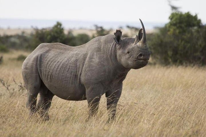 Ol Pejeta Conservancy & Sweetwaters Chimpanzee Sanctuary: Full-Day Wildlife Tour from Nairobi photo 6