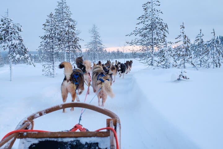 Rovaniemi Husky Experience: 5km Self-Drive Sled Safari in Lapland
