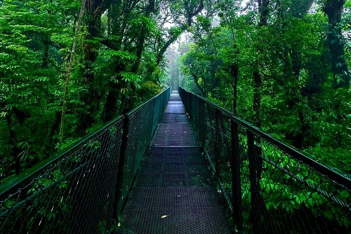 Monteverde Hanging Bridges Private Guided Tour — Cloud Forest Canopy Walk photo 3