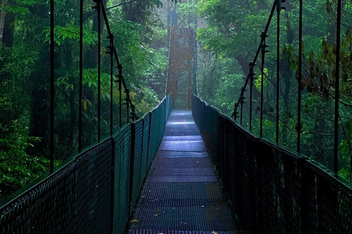 Monteverde Hanging Bridges Private Guided Tour — Cloud Forest Canopy Walk photo 5