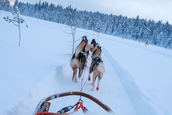 Rovaniemi Husky Experience: 5km Self-Drive Sled Safari in Lapland photo 2