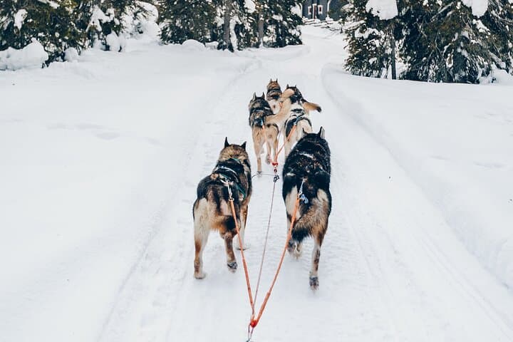 Rovaniemi Husky Experience: 5km Self-Drive Sled Safari in Lapland photo 3