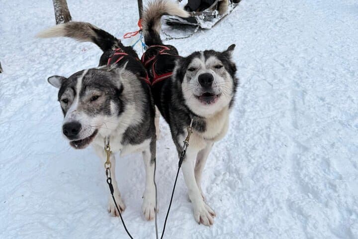 Rovaniemi Husky Experience: 5km Self-Drive Sled Safari in Lapland photo 4
