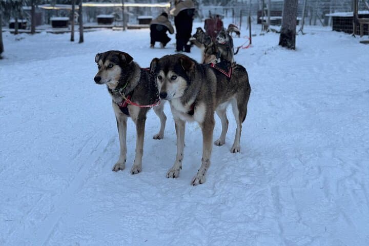Rovaniemi Husky Experience: 5km Self-Drive Sled Safari in Lapland photo 5