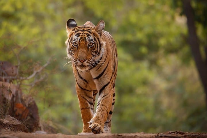 Jaipur to Ranthambore Day Safari: See Bengal Tigers on a One-Day Trip photo 1