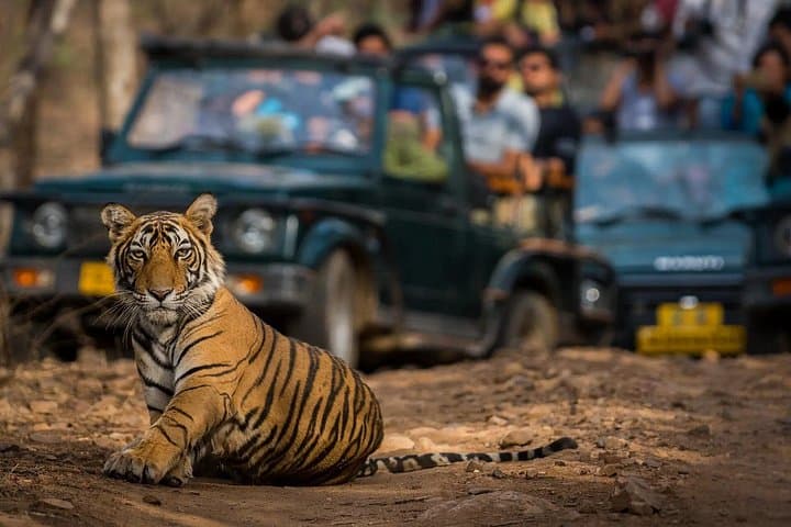 Jaipur to Ranthambore Day Safari: See Bengal Tigers on a One-Day Trip photo 2